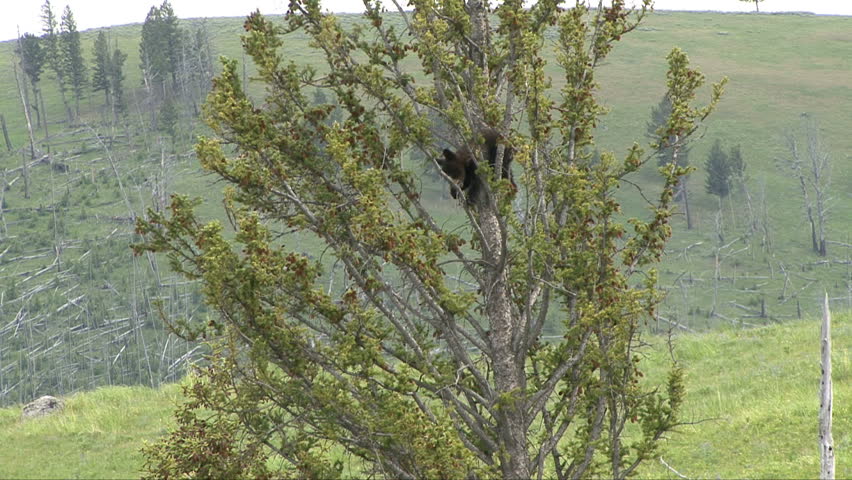 A black bear cub high atop a tree in Yellowstone National Park.

