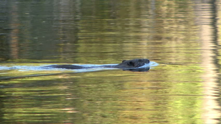 A beaver swims in reflective water at the Grand Tetons.
