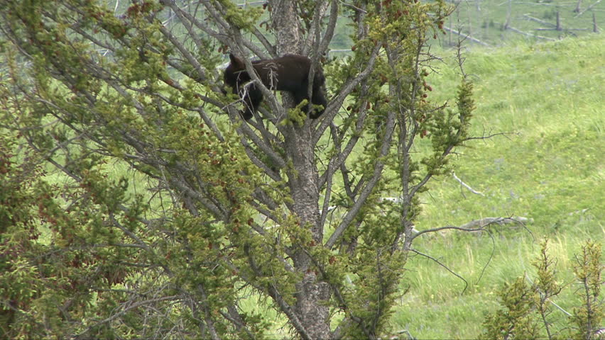 A black bear cub reaches for a pine cone on his way down a tree.
