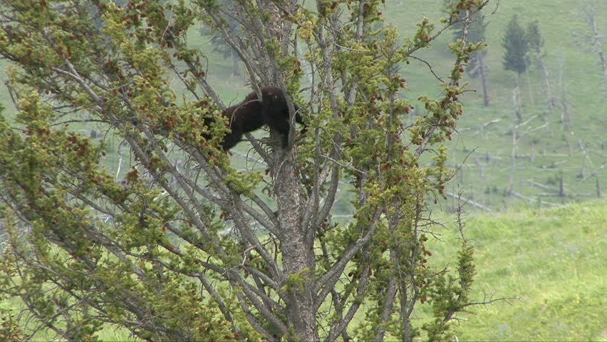A black bear cub begins his way down a high tree.
