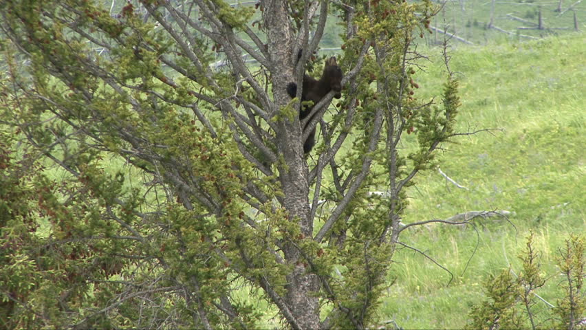 A black bear cub uses his neck on his way down a tree.
