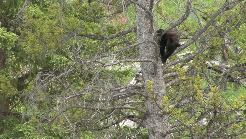 A black bear cub reaches the bottom of a high tree in Yellowstone.
