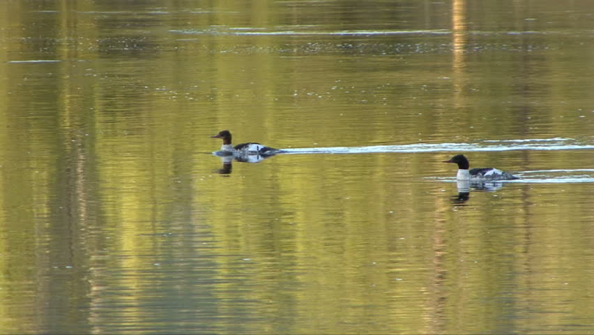 Ducks swim in colorful reflective water at the Grand Tetons.
