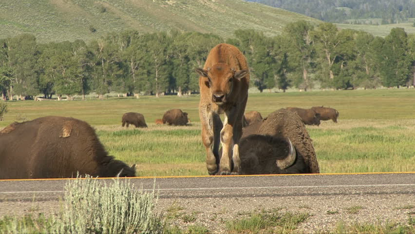 Bison and their calves attempt to cross a road in Yellowstone National Park.
