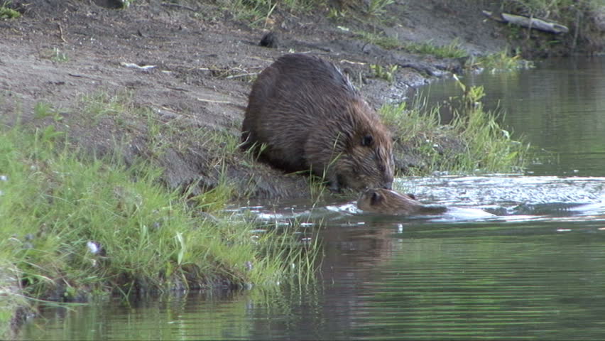 Two beaver groom each other.
