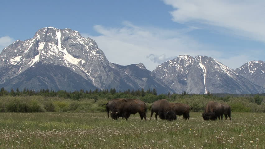 Bison stand with the scenic Grand Teton Mountains in background.
