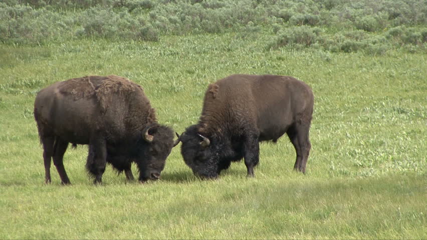 Bison mock fight in Yellowstone National Park.
