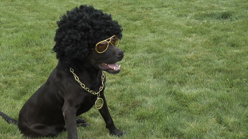 Dog in an afro wig and glasses  Royalty-Free Stock Footage #4634528