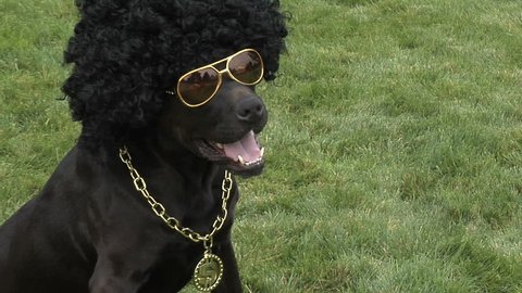 Dog in an afro wig and glasses 