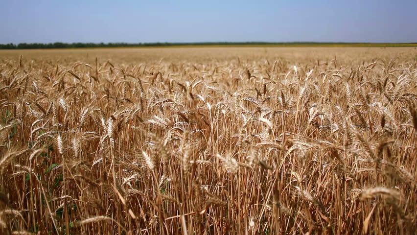Golden wheat ready to be harvested