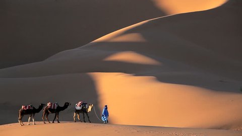 Indigenous man in Touareg robes leading a caravan of camels in the Sahara Desert, Morocco, Africa