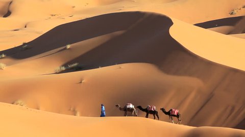 Nomadic man in indigenous Touareg robes with a commercial camel caravan in the Sahara Desert near Ê Erg Chebbi, Morocco, Africa