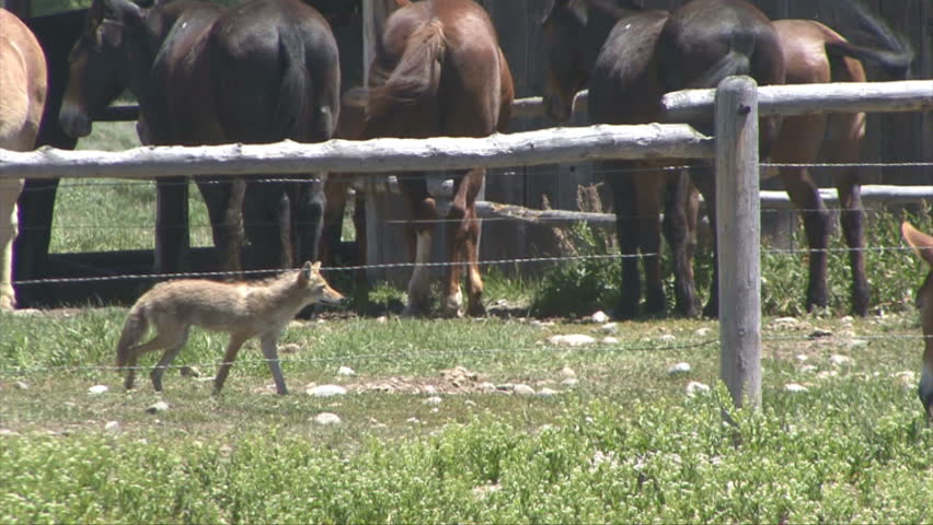 A coyote hunts for pika among the legs of mules.
