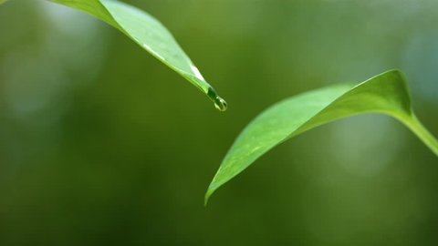 Water drips on leaves, slow motion