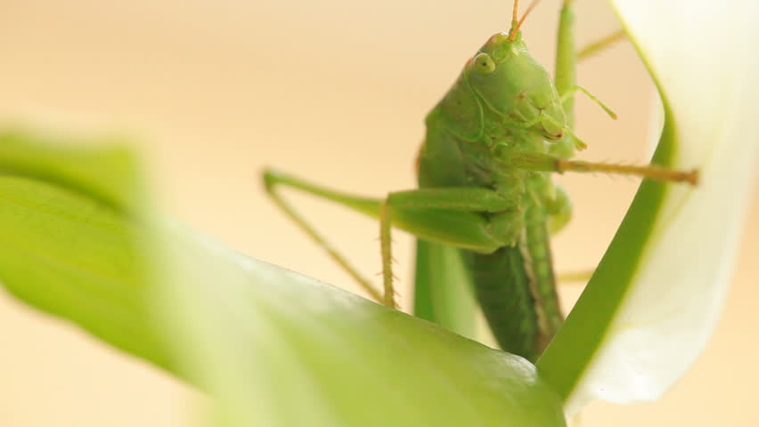 Close up of green grasshopper