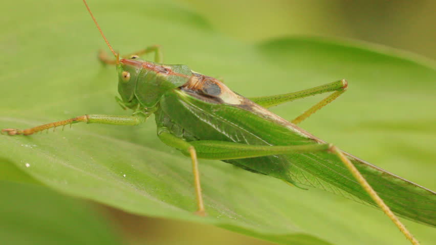 Close up of green grasshopper
