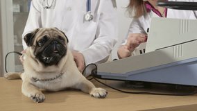 Vet Examining Pug Dog at Animal Clinic