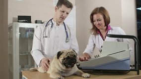 Dog Checkup At Animal Clinic - Vet Using Veterinary Ultrasound Machine