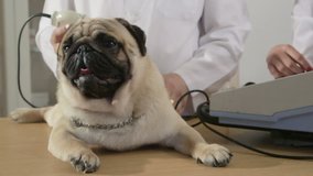 Vet Examining Pug Dog at Animal Clinic