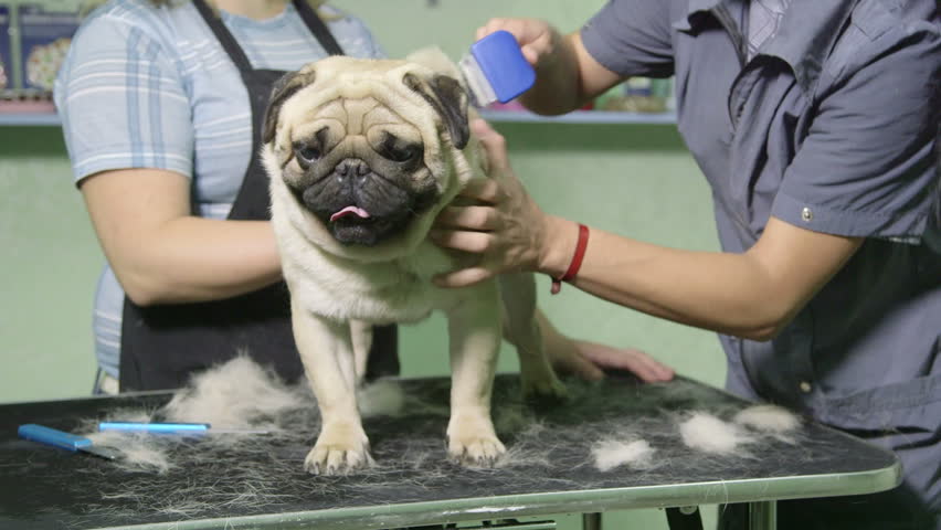 pug grooming