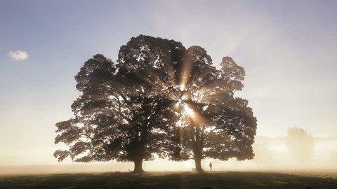 Sun rising through trees at dawn and a lone man walking through a field in the countryside of Usk Valley, South Wales, UK
