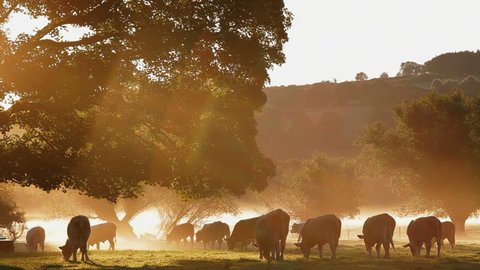 Close view of a herd of cows grazing in the dappled morning sunlight in a field in Cows in Usk Valley, South Wales, UK