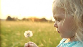An adorable little girl attempts to blow dandelion seeds, but gives up and shakes the stem until the seeds detach.