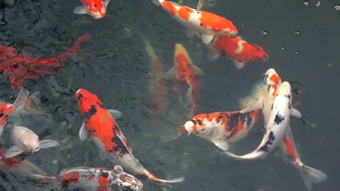 Close up of large Japanese goldfish in a pool in Tokyo, Japan