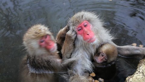 Japanese Macaques grooming at the rocky ledge of a hot spring with a baby monkey at the Jigokudani nature reserve in Chubu, Japan