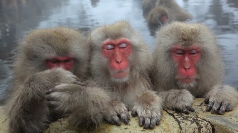 Three Japanese Macaques sleeping and resting against the wall of a hot spring at the Jigokudani nature reserve in Chubu, Japan