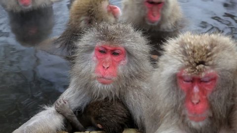 Japanese Macaques with baby soaking in a hot spring at the Jigokudani nature reserve in Chubu, Japan