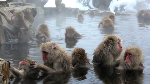 Japanese Macaques grooming and soaking in a hot spring at the Jigokudani nature reserve in Chubu, Japan