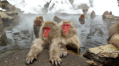 Japanese Macaques resting against the rocky wall of a hot spring at the Jigokudani nature reserve in Chubu, Japan