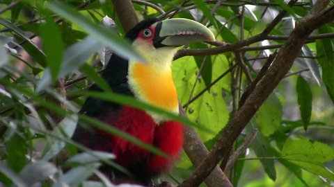 Toucan (red-breasted, ramphastos dicolorus) sitting on a tree; Brazil (HDV 1080i native, Can. HV30).