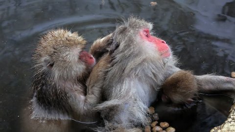 Japanese Macaques grooming and feeding baby in a hot spring at the Jigokudani nature reserve in Chubu, Japan