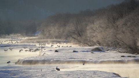 Scenic winter landscape with a flock of Red crowned Cranes preening and pecking for food, Hokkaido, Japan, Asia