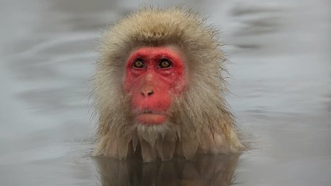 Japanese Macaque soaking in a hot spring at the Jigokudani nature reserve in Chubu, Japan