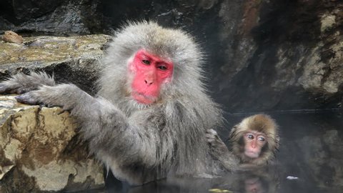 Japanese Macaque and baby sitting in a hot spring at the Jigokudani nature reserve in Chubu, Japan
