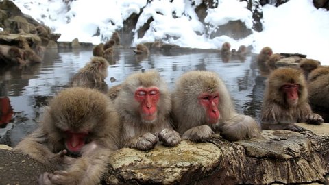 Japanese Macaques resting, grooming, and lounging in a hot spring at the Jigokudani nature reserve in Chubu, Japan