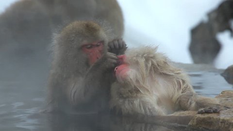 Japanese Macaques grooming one another for bugs in a hot spring at the Jigokudani nature reserve in Chubu, Japan