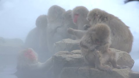Japanese Macaques sitting on rocks and grooming beside a hot spring at the Jigokudani nature reserve in Chubu, Japan