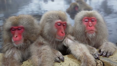 Three Japanese Macaques relaxing in a hot spring at the Jigokudani nature reserve in Chubu, Japan