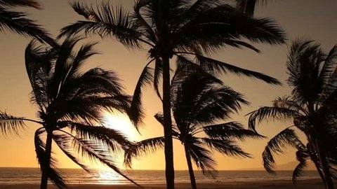 Tropical palm trees sway in wind at sunset