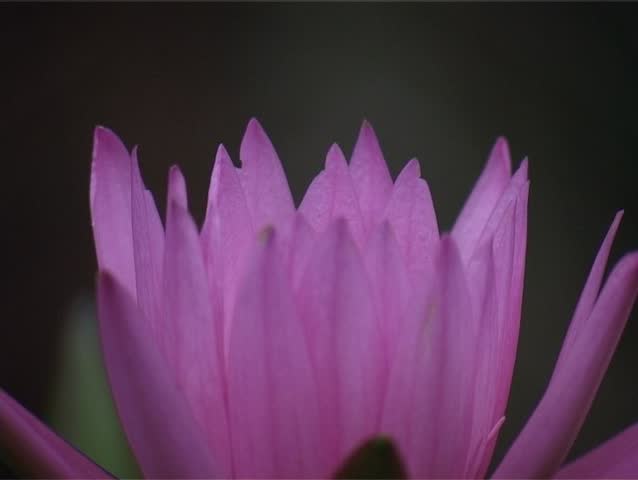 close-up of pink water lily