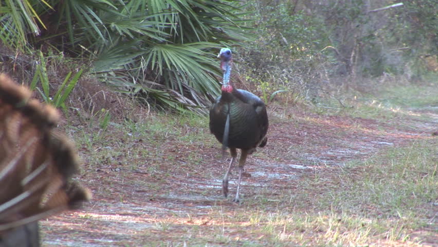 Wild Turkey Gobbler and Hen in Florida during spring breeding season.