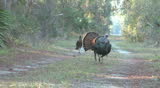 Wild Turkey Gobbler and Hen in Florida during spring breeding season.