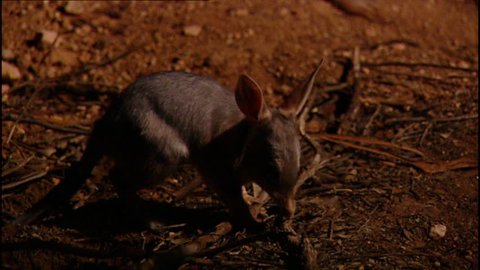 Bilby Australian marsupial.