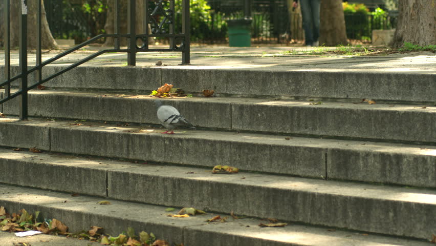 Woman talks on her cell phone as she walks with her dog. Wide shot.