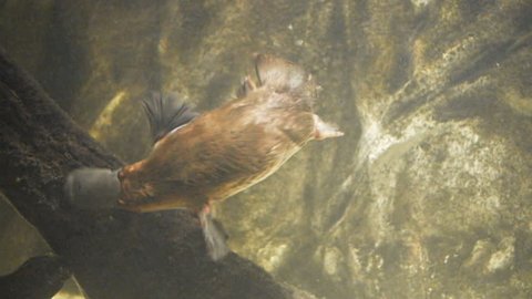 a duck billed platypus swims and searches for food underwater