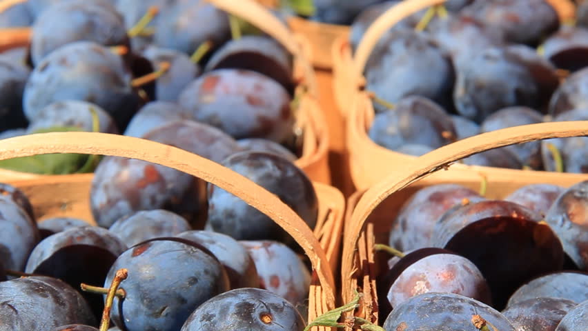 Prune Plums 1. Freshly picked purple prune plums in baskets at a farmers'